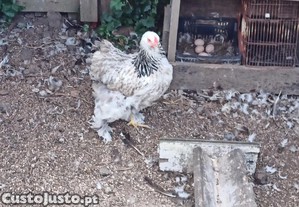 Galinha Brahma