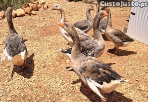 imagem_5