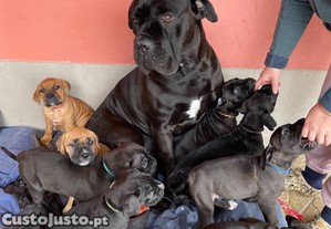 Cane Corso
