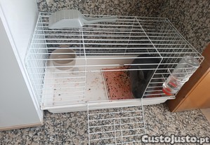 Coelho Ano