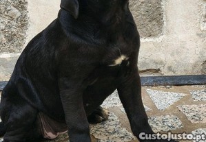 imagem_2