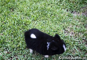 imagem_8