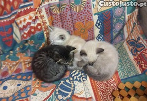 Gatinhos para doar