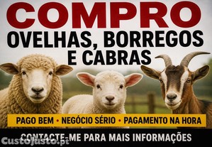 Ovelhas, Borregos e Cabras