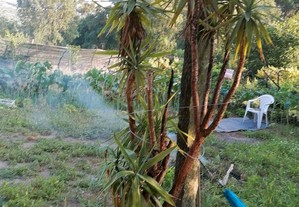 Palmeira yuca gigante