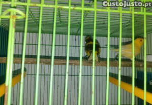 imagem_1
