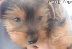 imagem_3