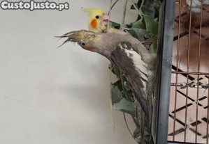 Caturra domesticada