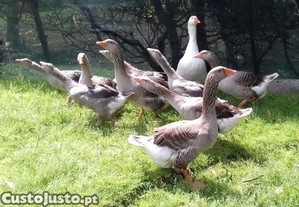 Gansos