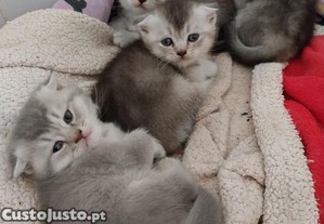 Scottish fold - magnificos