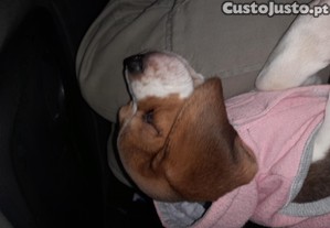 Beagle linda