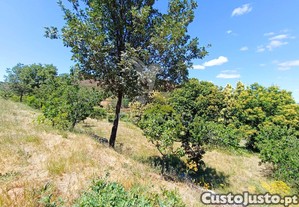 imagem_6