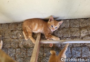 Para doar, 4 gatinhos/as