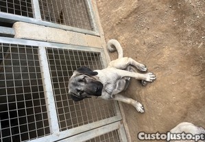 Cão KANGAL. (Protetor de Gado)