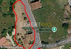 imagem_19