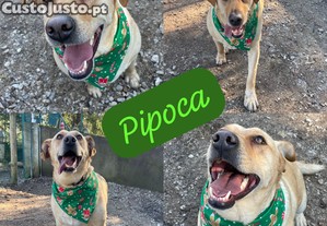 Pipoca - Para Adop��o