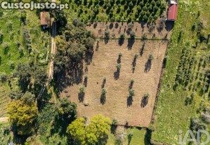 Terreno em Ovoa e Vimieiro