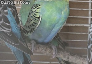 imagem_5