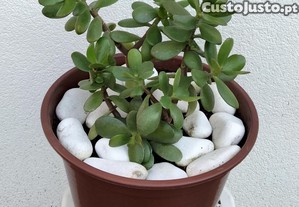 Planta Natural Jade, atrai a Sorte e Dinheiro