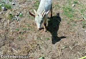 Cabrito