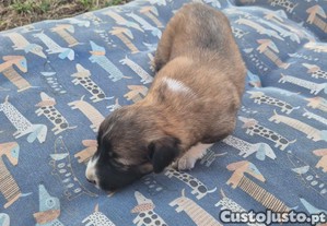 imagem_5