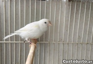 imagem_2