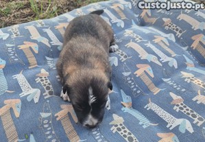 3 Cães e 5 Cadelas
