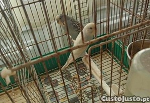 casal de periquitos + gaiola