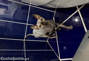 imagem_3