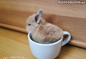 imagem_5