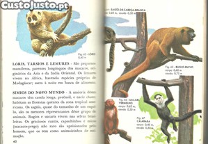 imagem_6