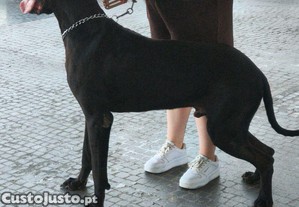 imagem_7