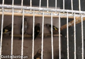 imagem_1