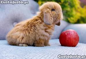 imagem_7