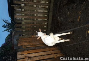 imagem_3
