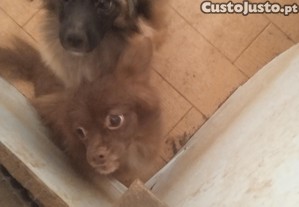 imagem_3