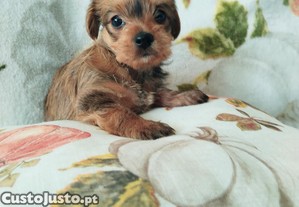 imagem_2