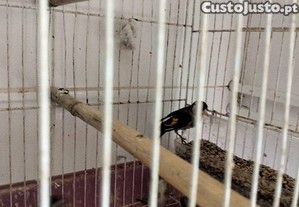imagem_4