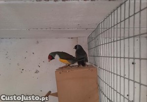 Casal diamantes gould