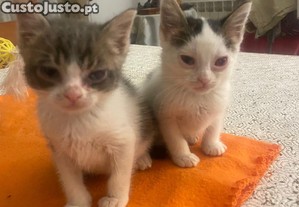 Zzinho & Bolota - Manos para adopo conjunta