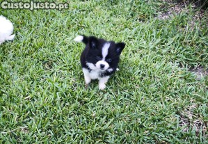 imagem_2