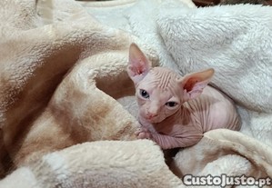 imagem_2