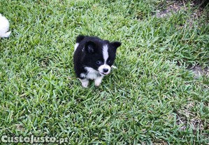 imagem_3