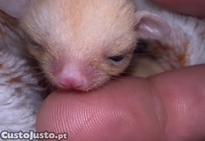 Petauros do A��car Leuc�stico