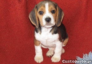 Beagle Tricolor de qualidade, LOP/Pedigree/Afixo.