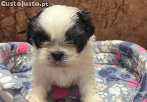 Shit zu macho e femea com 1 mes