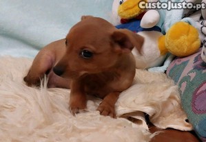 imagem_1