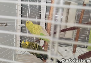 imagem_4