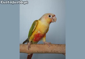 Pyrrhura