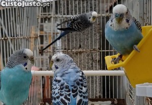imagem_4